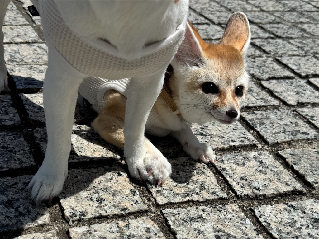 f:id:EBISUINU:20250608160540j:image
