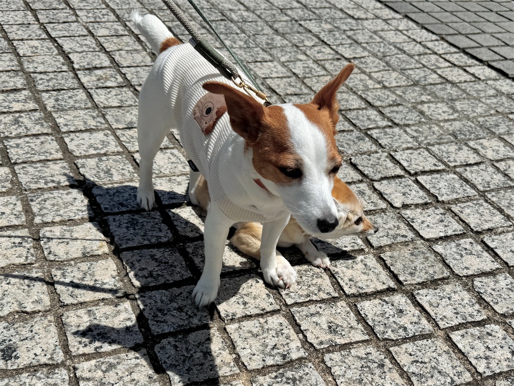 f:id:EBISUINU:20250608173054j:image