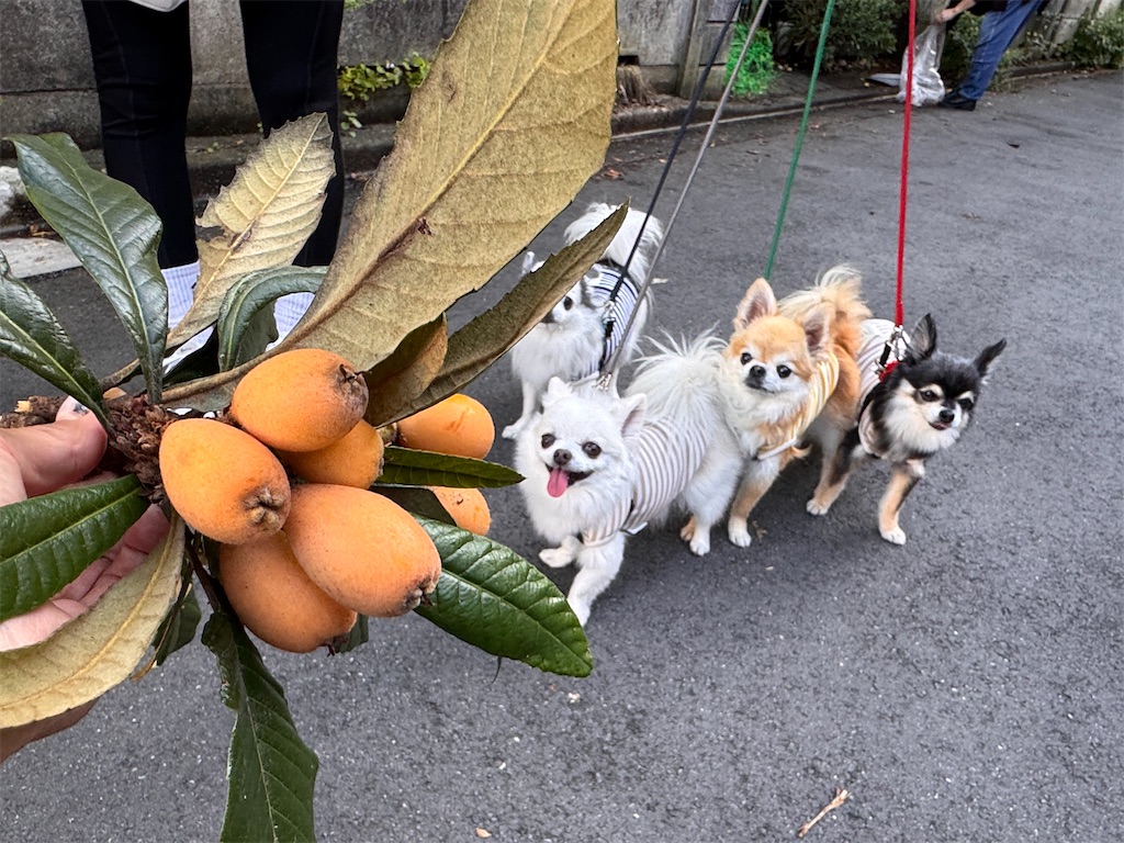 f:id:EBISUINU:20250615190900j:image