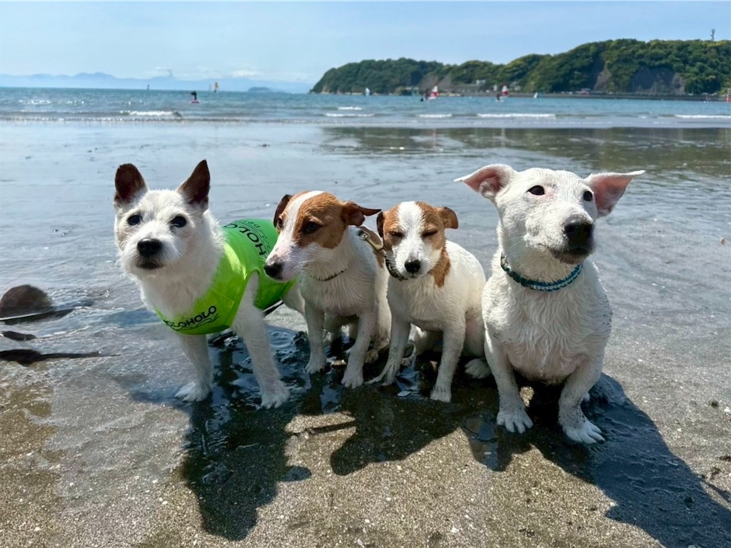 f:id:EBISUINU:20250626224351j:image