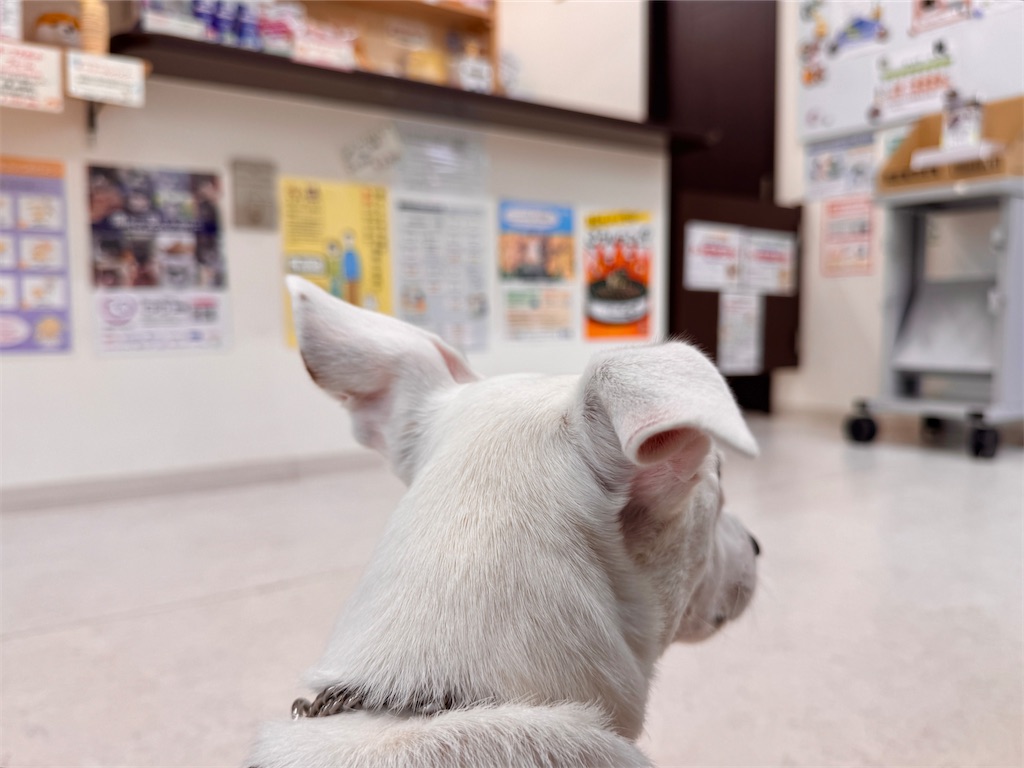 f:id:EBISUINU:20250818202941j:image