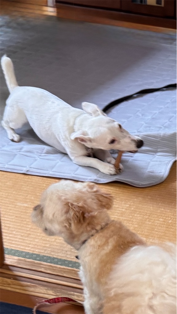 f:id:EBISUINU:20250818210438j:image