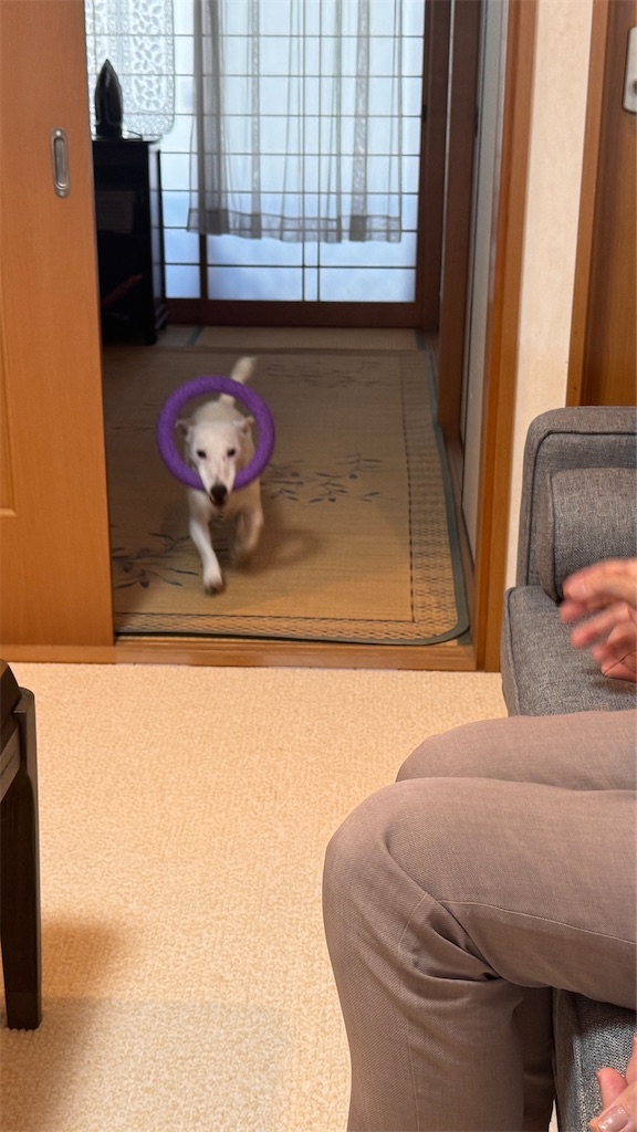 f:id:EBISUINU:20250820082540j:image
