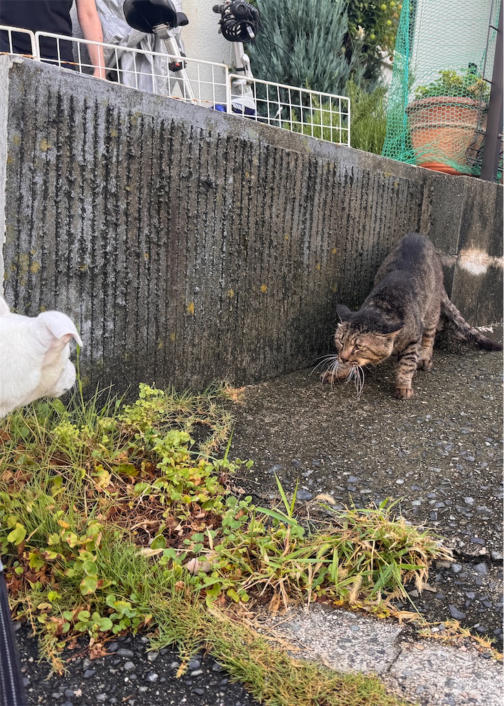 f:id:EBISUINU:20250906195548j:image