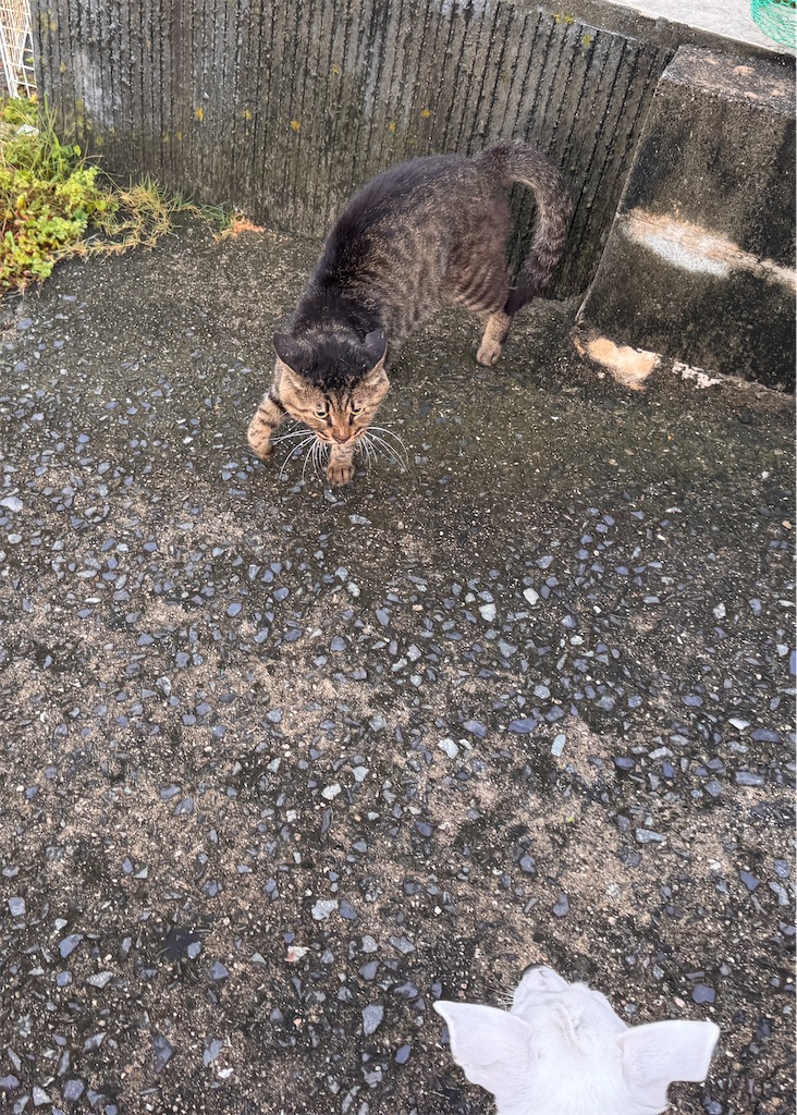 f:id:EBISUINU:20250906195552j:image
