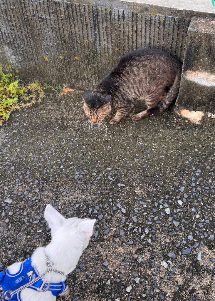 f:id:EBISUINU:20250906195557j:image