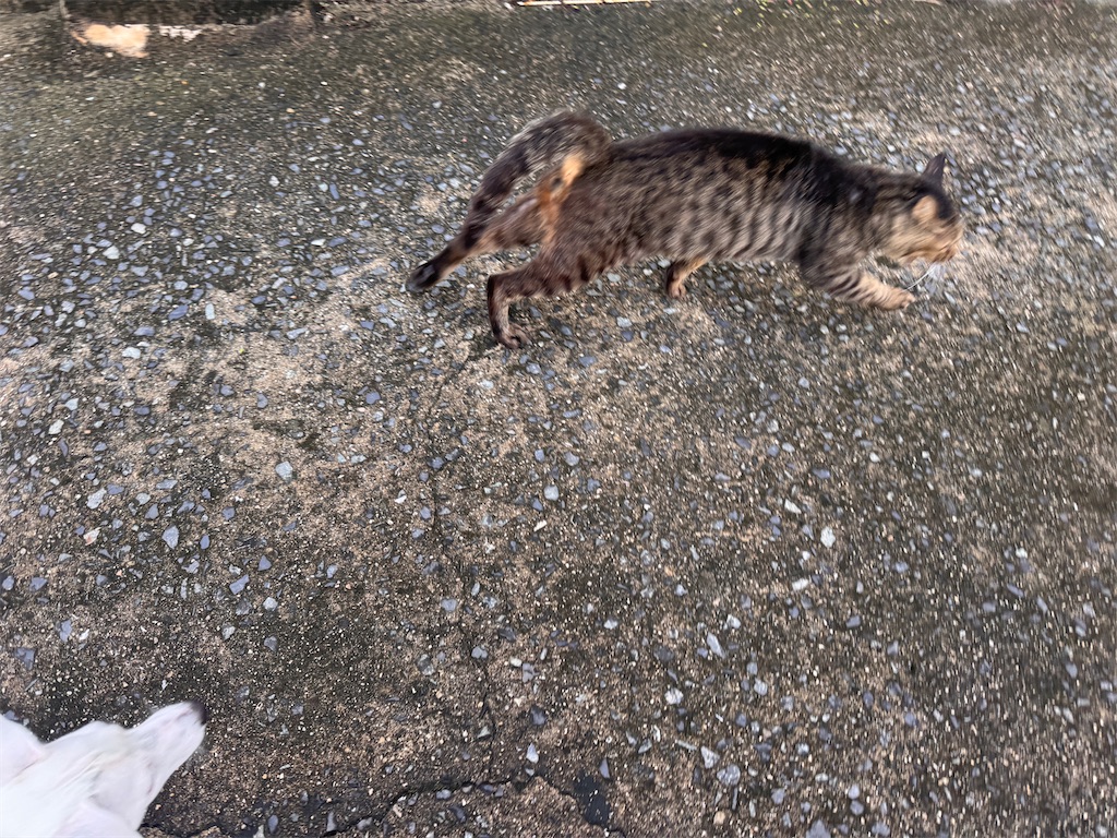 f:id:EBISUINU:20250906200226j:image