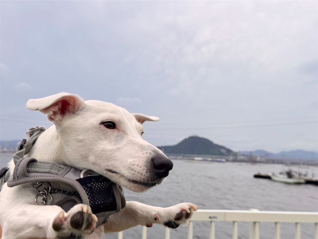 f:id:EBISUINU:20250914121002j:image