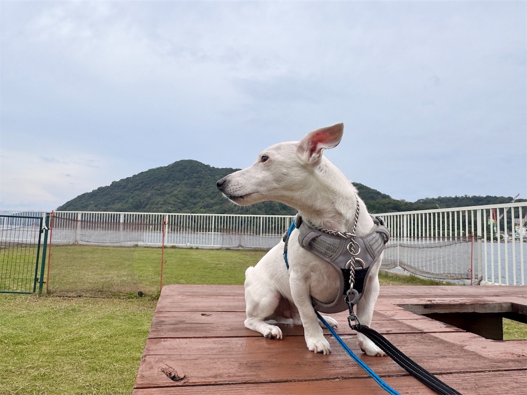 f:id:EBISUINU:20250914132449j:image