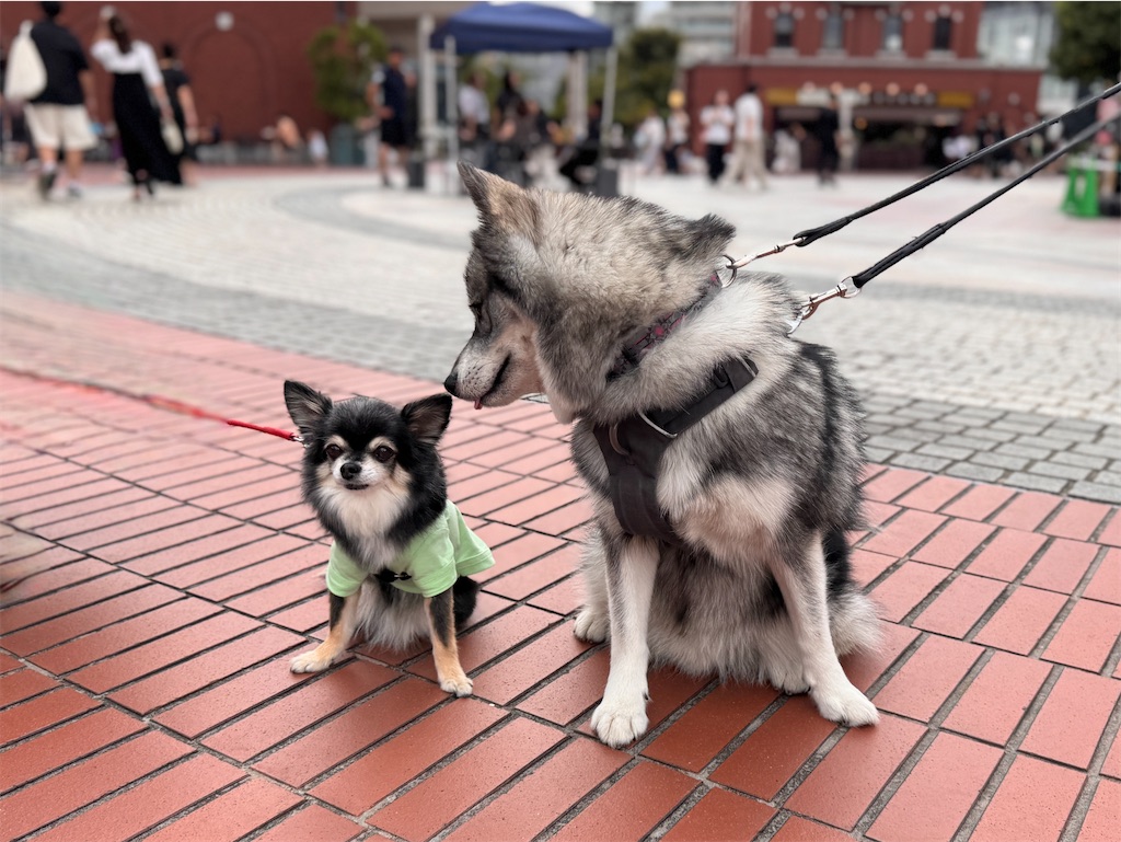 f:id:EBISUINU:20250929144749j:image