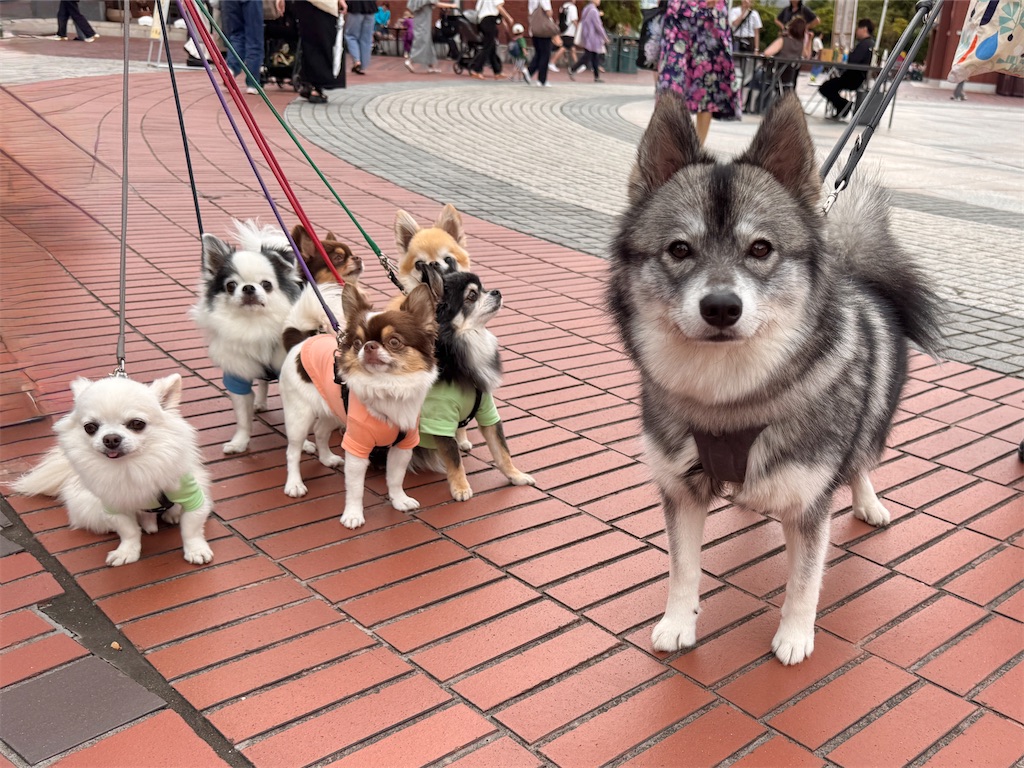f:id:EBISUINU:20250929144752j:image