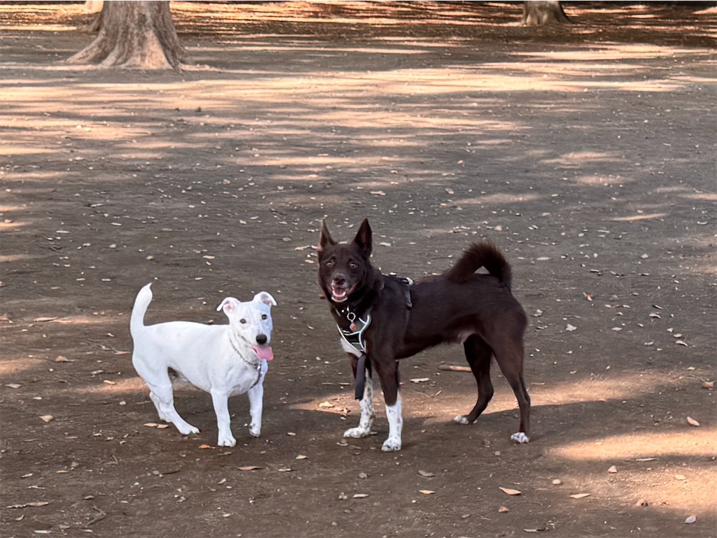 f:id:EBISUINU:20251003130054j:image f:id:EBISUINU:20251003130054j:image