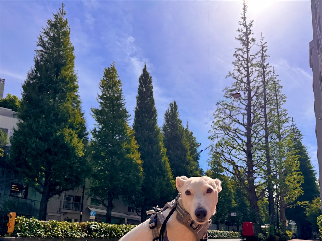 f:id:EBISUINU:20251010143722j:image