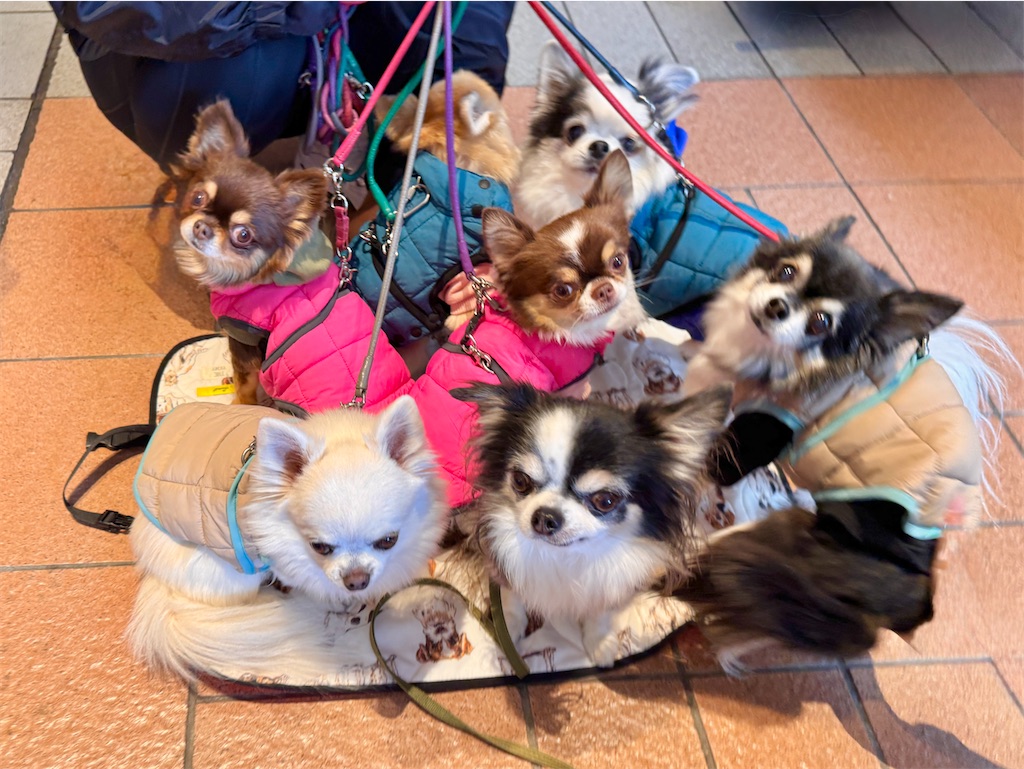 f:id:EBISUINU:20251023151908j:image f:id:EBISUINU:20251023151908j:image