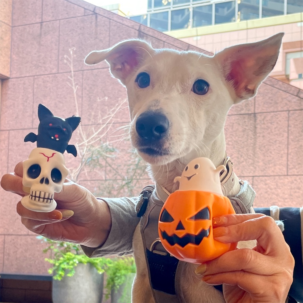 f:id:EBISUINU:20251024201334j:image f:id:EBISUINU:20251024201334j:image