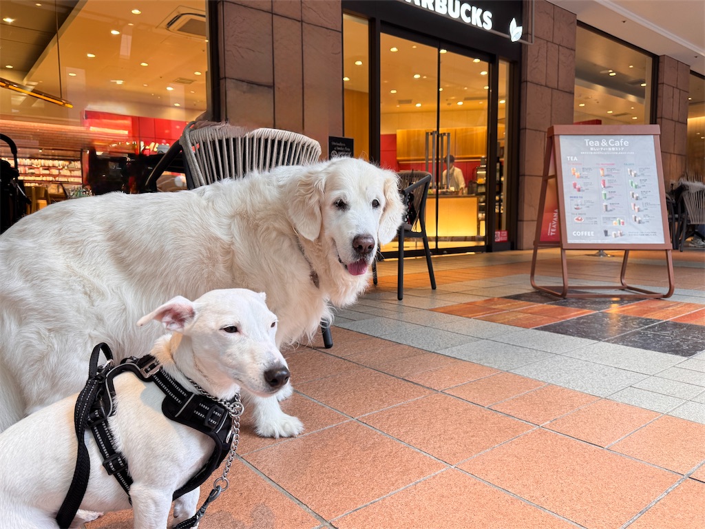 f:id:EBISUINU:20251028142744j:image