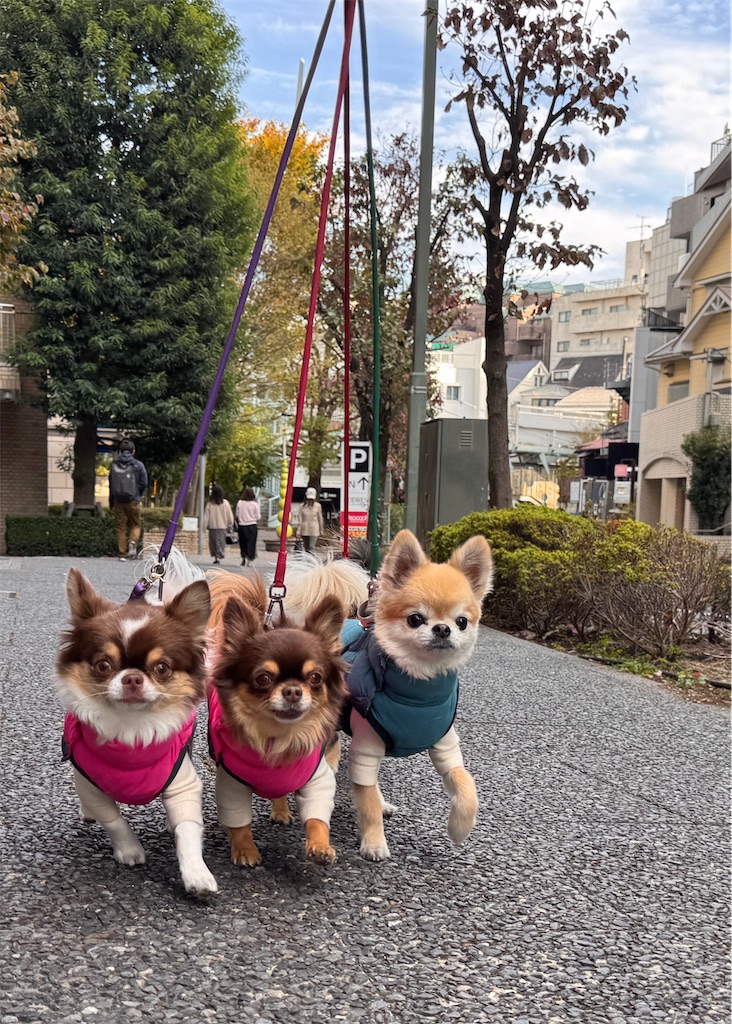 f:id:EBISUINU:20251112185443j:image