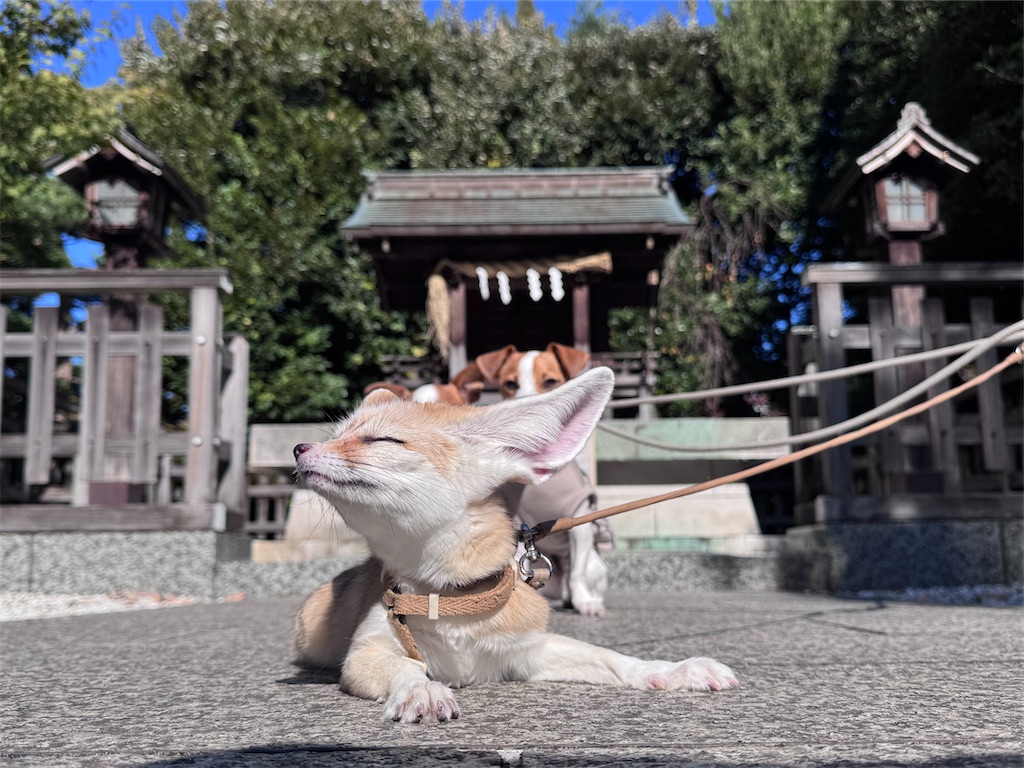 f:id:EBISUINU:20251115140956j:image