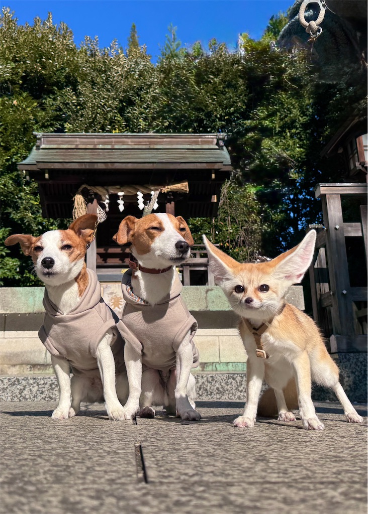 f:id:EBISUINU:20251115145029j:image
