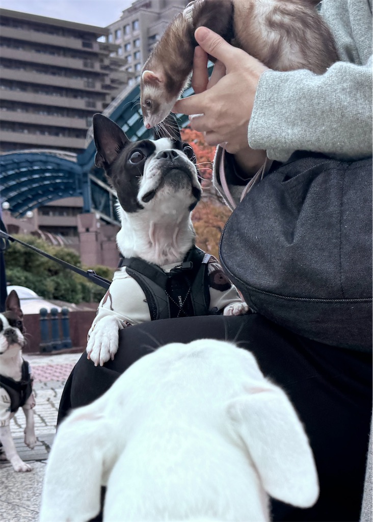 f:id:EBISUINU:20251118123227j:image