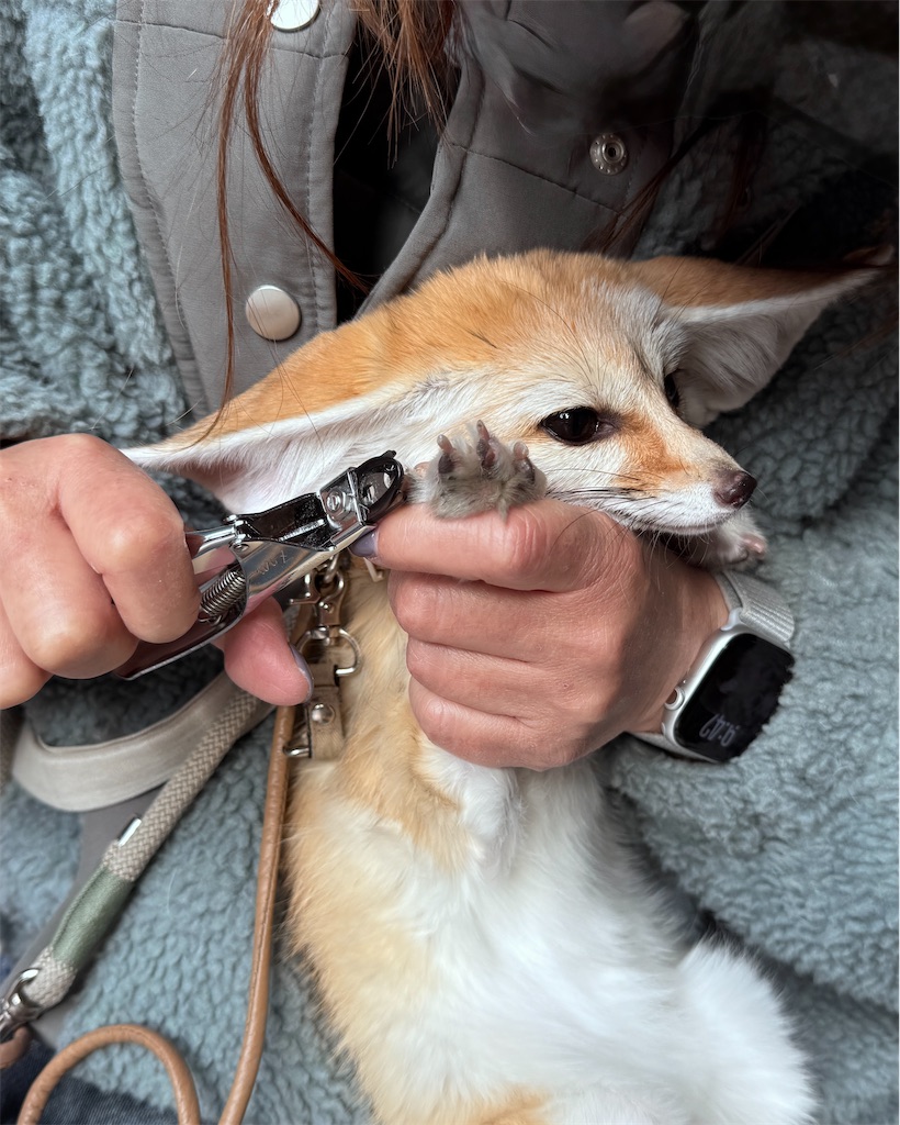 f:id:EBISUINU:20251119204618j:image