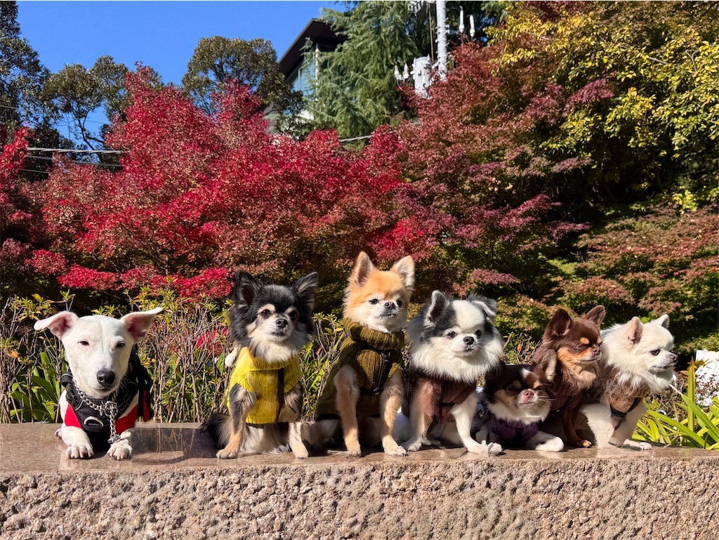 f:id:EBISUINU:20251121210225j:image