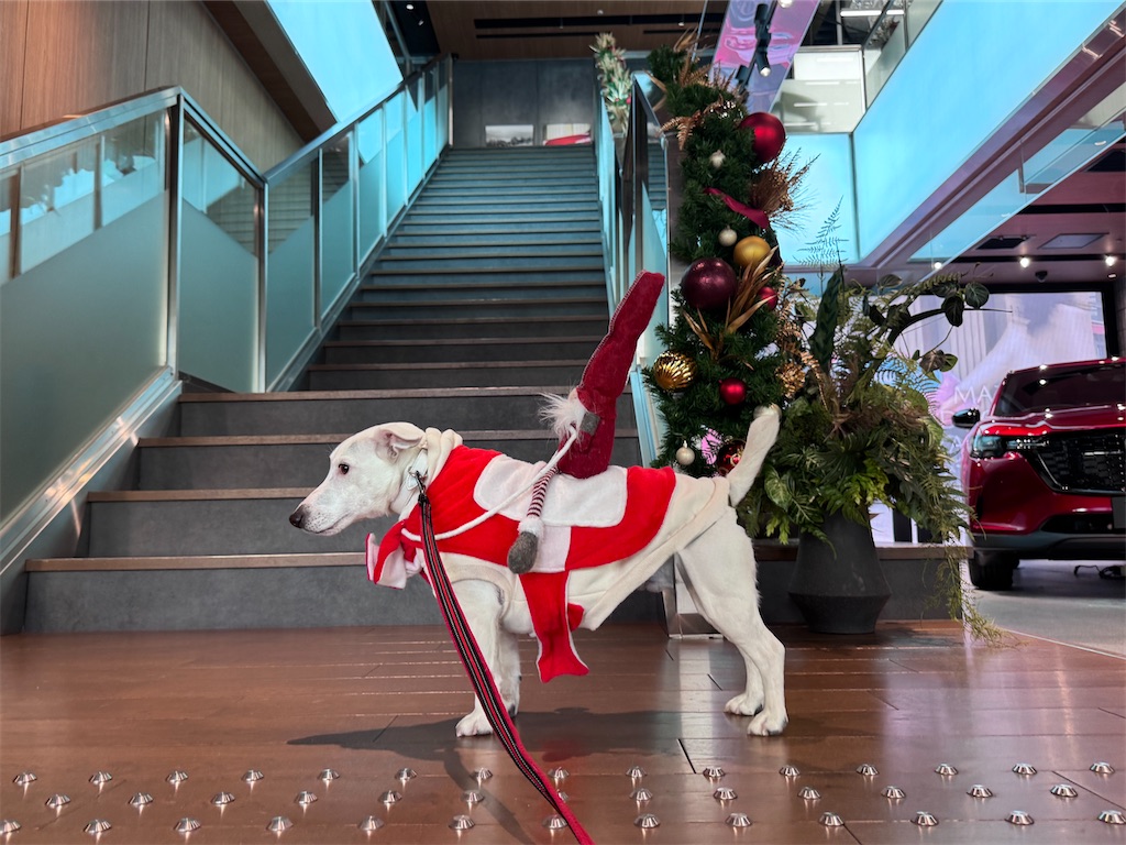 f:id:EBISUINU:20251208204709j:image f:id:EBISUINU:20251208204709j:image