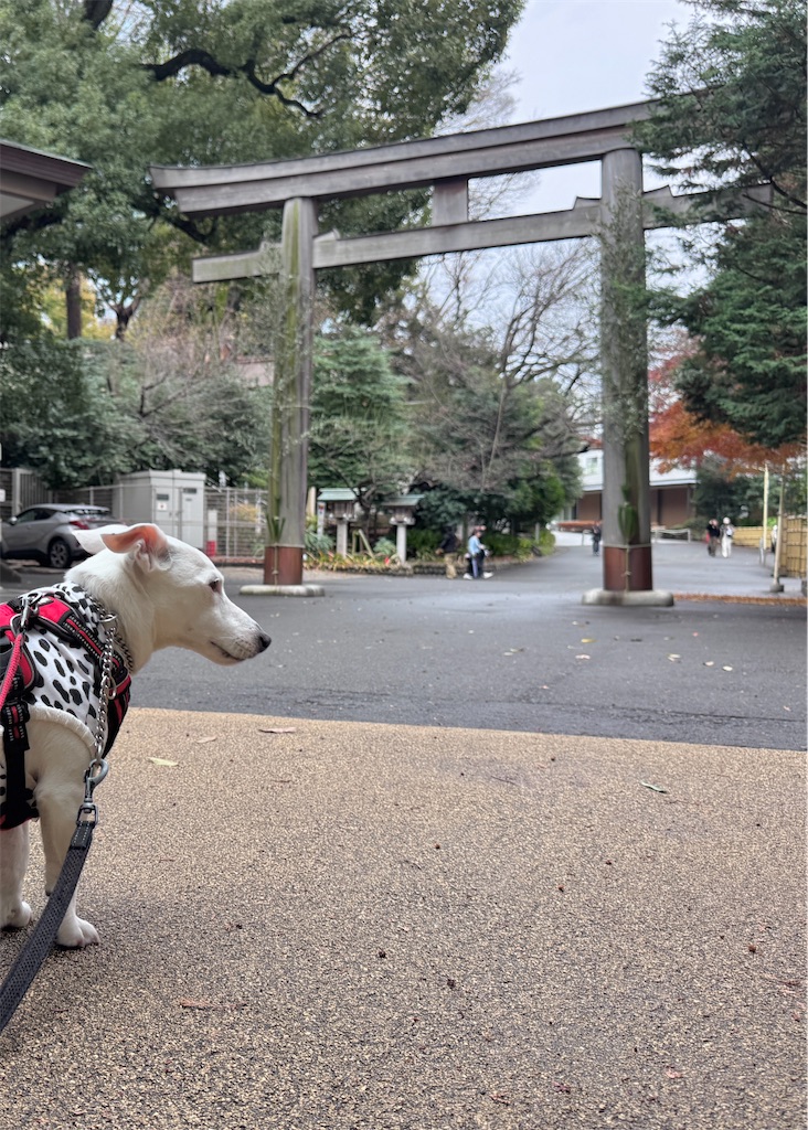 f:id:EBISUINU:20251221190523j:image