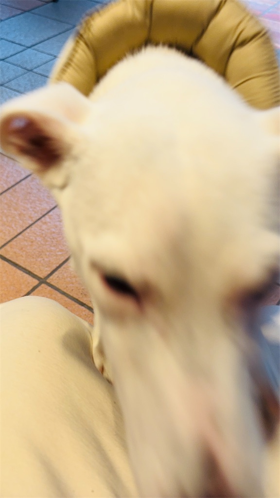 f:id:EBISUINU:20260112145112j:image