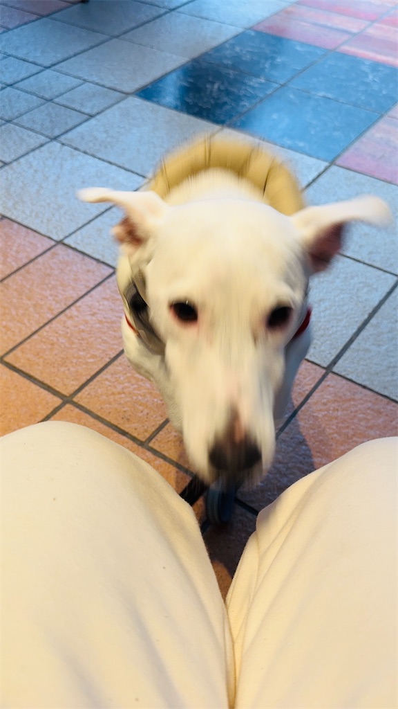 f:id:EBISUINU:20260112145117j:image