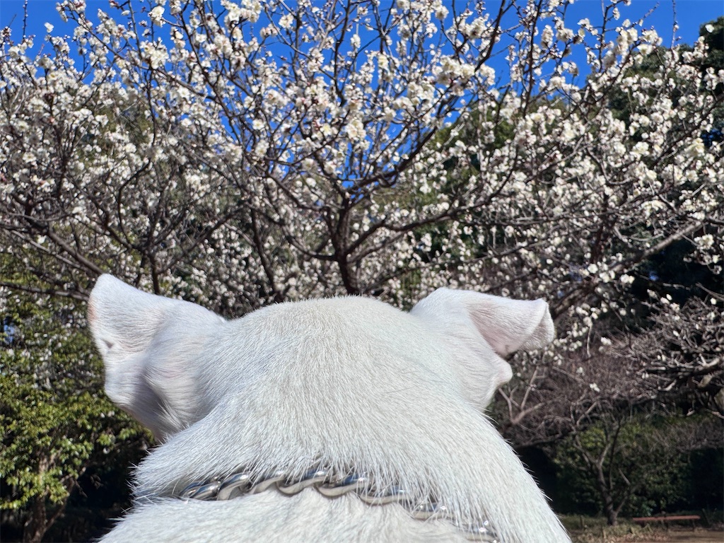 f:id:EBISUINU:20260113155815j:image