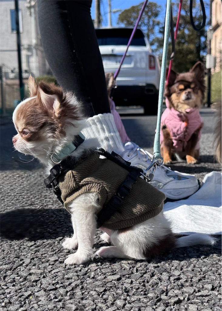 f:id:EBISUINU:20260204185447j:image
