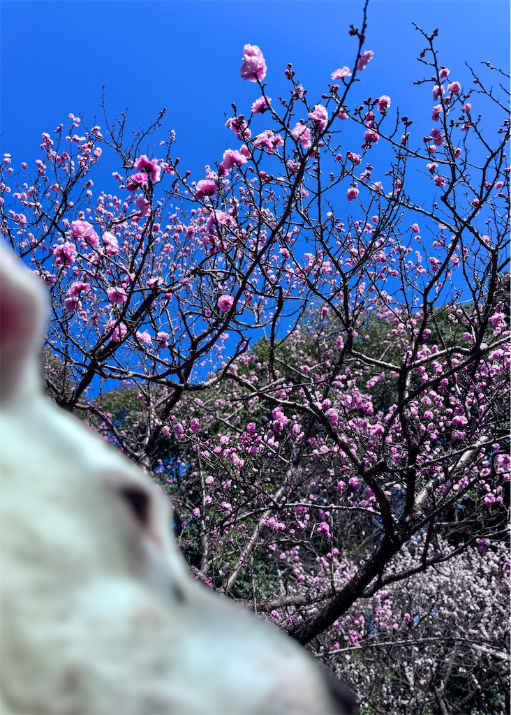 f:id:EBISUINU:20260223160027j:image