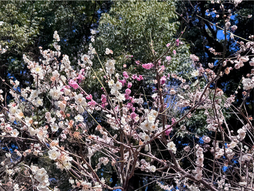 f:id:EBISUINU:20260223160045j:image