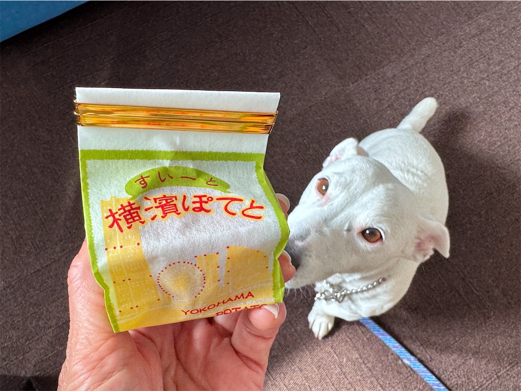 f:id:EBISUINU:20260301151000j:image