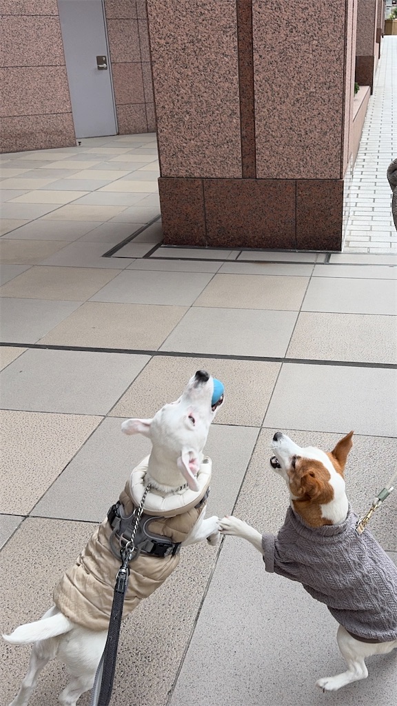 f:id:EBISUINU:20260306181617j:image