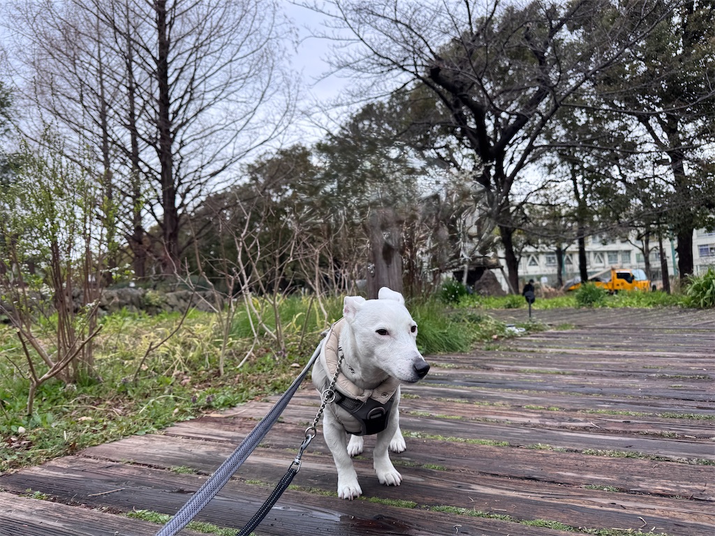 f:id:EBISUINU:20260317060925j:image