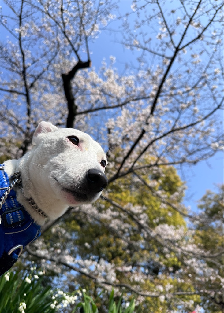 f:id:EBISUINU:20260329124358j:image