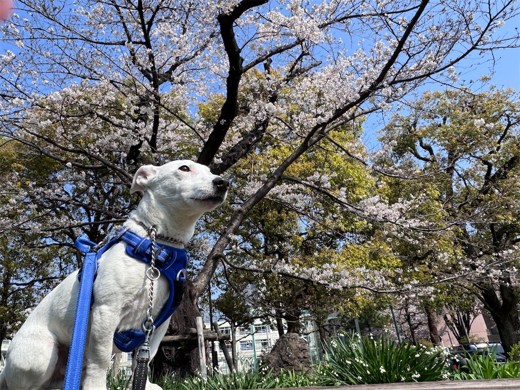 f:id:EBISUINU:20260329130318j:image
