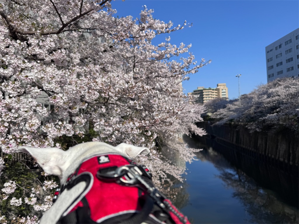f:id:EBISUINU:20260403164715j:image