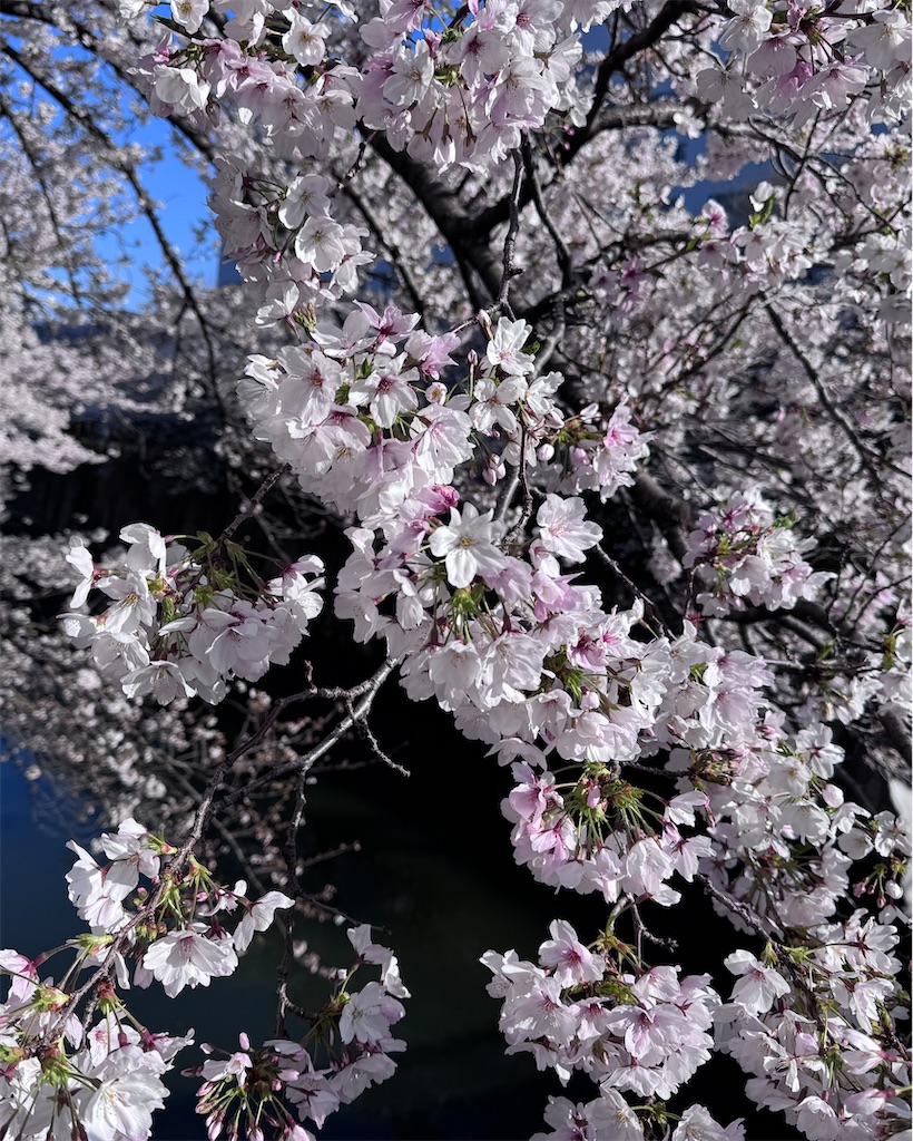 f:id:EBISUINU:20260403164727j:image