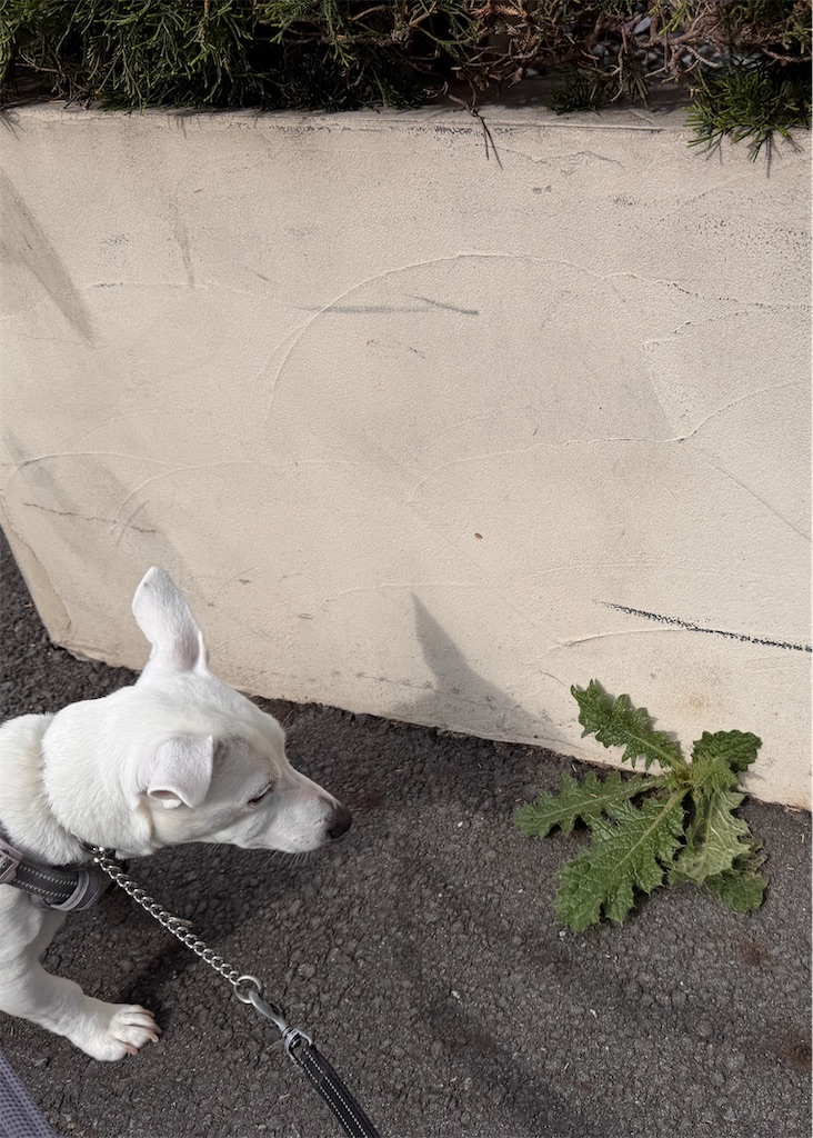 f:id:EBISUINU:20260412135603j:image f:id:EBISUINU:20260412135603j:image