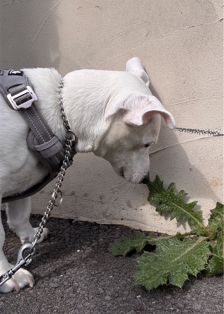 f:id:EBISUINU:20260412141021j:image f:id:EBISUINU:20260412141021j:image