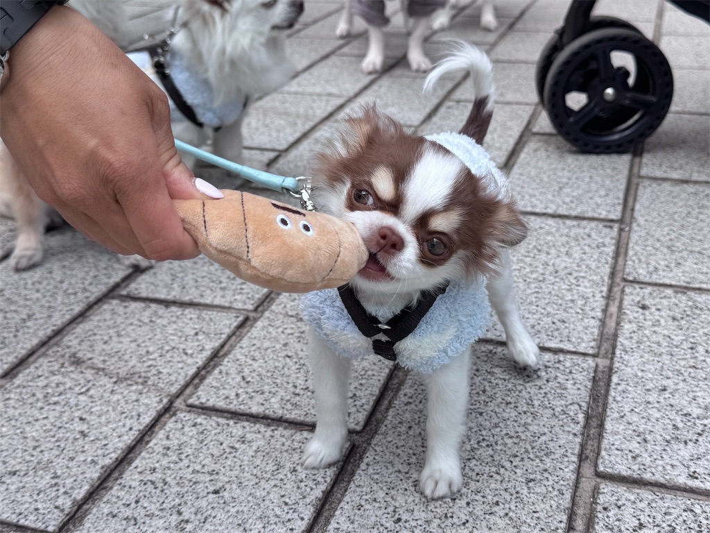 f:id:EBISUINU:20260426192218j:image f:id:EBISUINU:20260426192218j:image