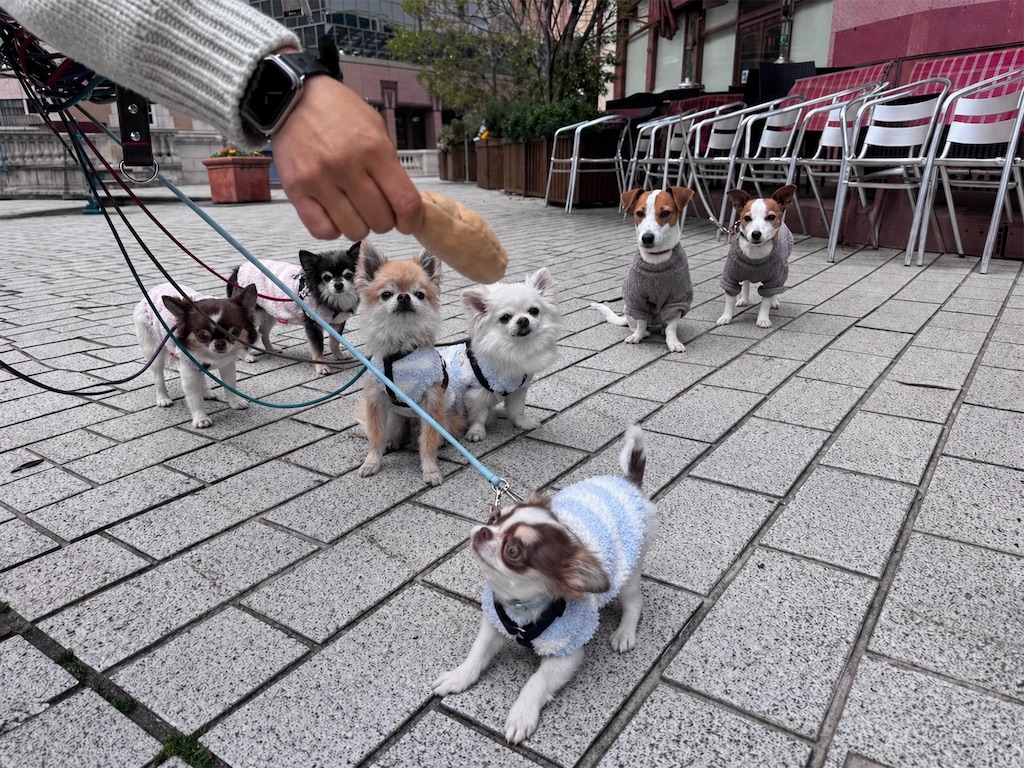f:id:EBISUINU:20260426192808j:image f:id:EBISUINU:20260426192808j:image
