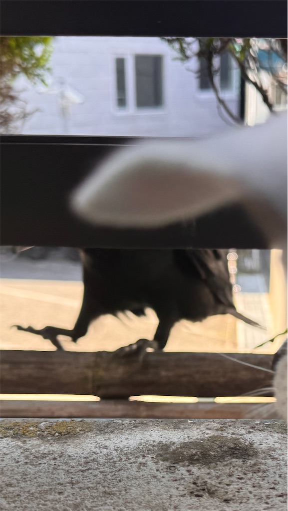 f:id:EBISUINU:20260502172104j:image