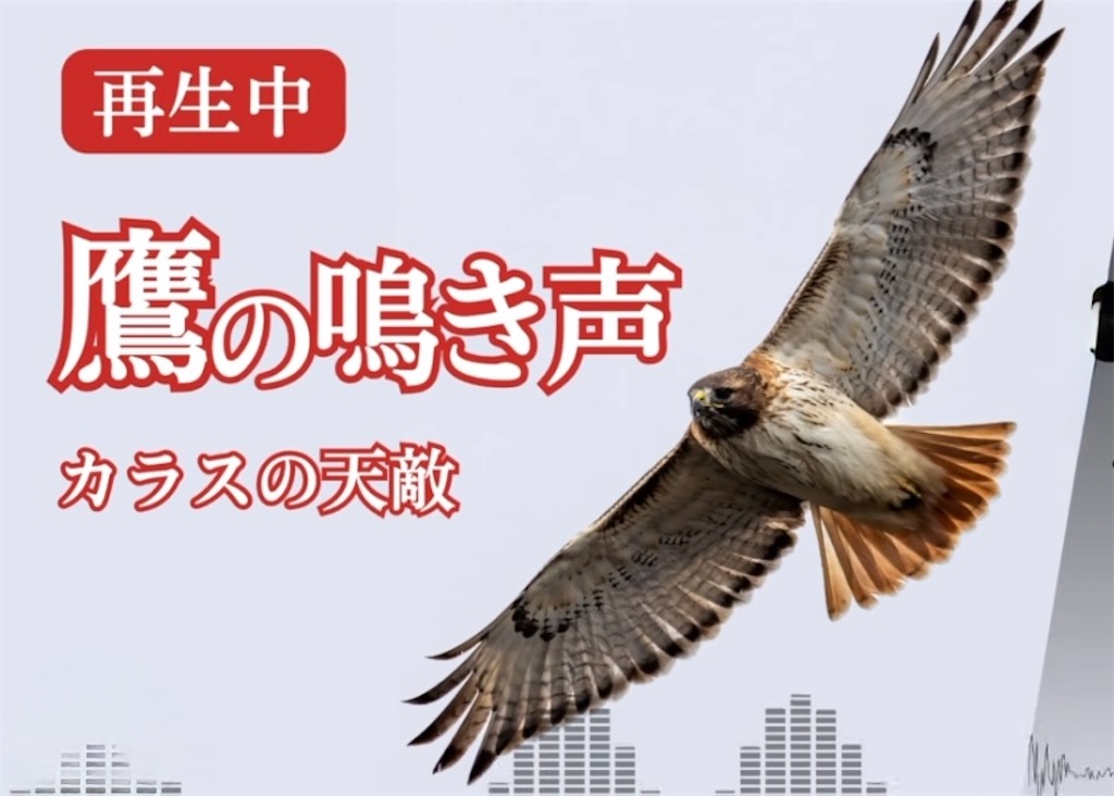 f:id:EBISUINU:20260502174802j:image
