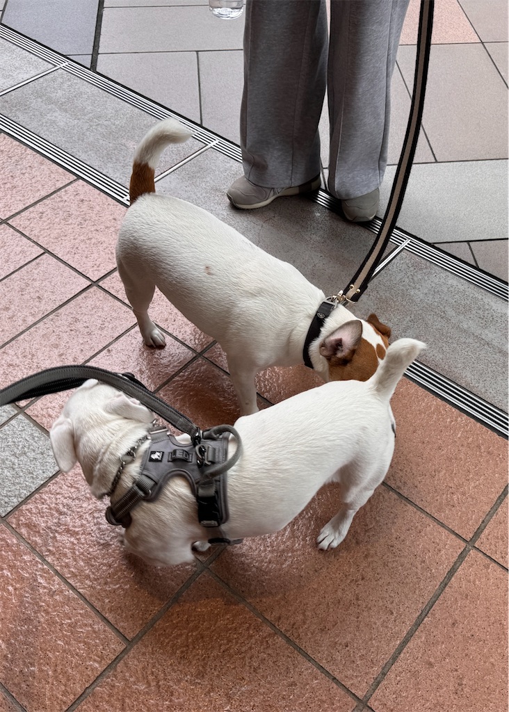 f:id:EBISUINU:20260503092652j:image