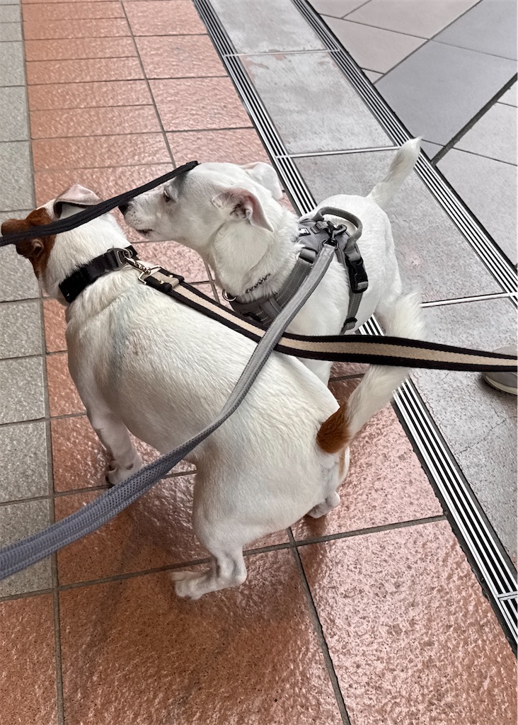 f:id:EBISUINU:20260503092655j:image