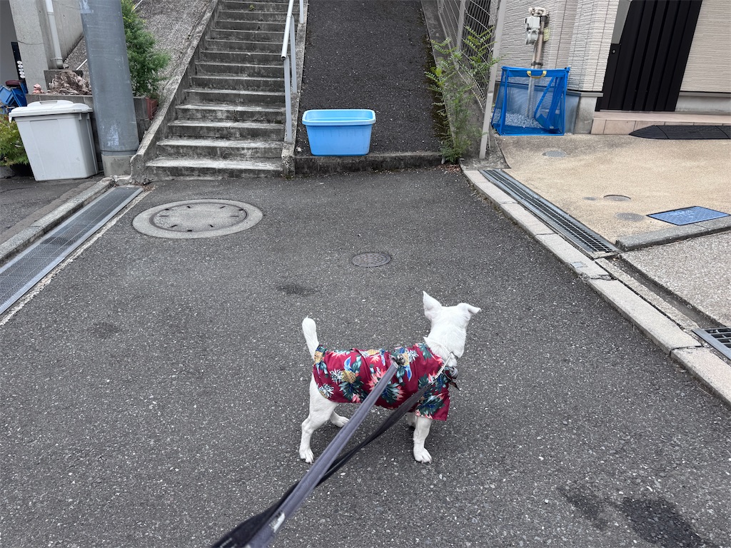 f:id:EBISUINU:20260602222750j:image